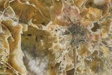 7.5" Polished, Petrified Wood (Araucarioxylon) - Arizona - #193731-1